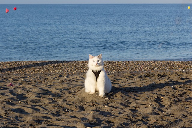 Gato, Playa, Mascota, Mar, Naturaleza