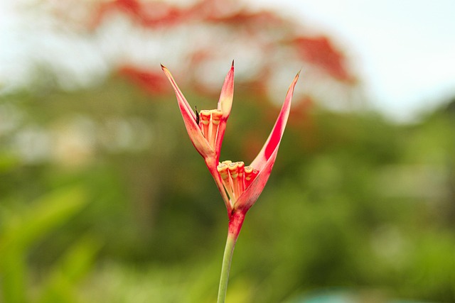blossom, nature, flower background, pacific, flower wallpaper, flower, fiji, beautiful flowers, natural, garden, plant, bright, summer