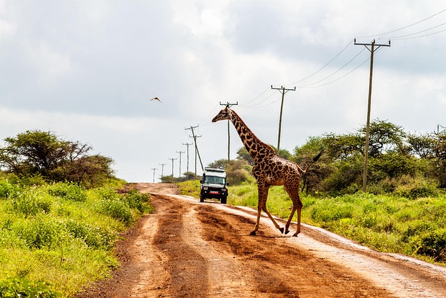 Free Amboseli National Park Giraffes photo and picture