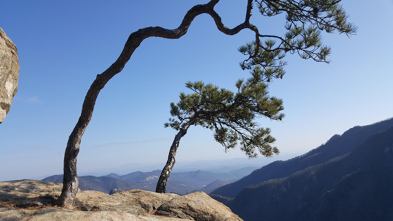 40,000+ Free Tree On Cliff & Nature Images - Pixabay