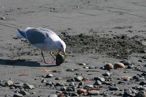 Seagull, Clam, Beach, Seashell, Coast