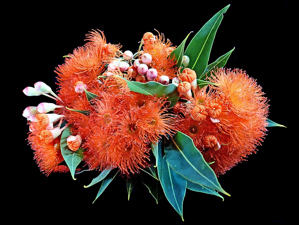 Blumen Rot Gummi - Kostenloses Foto auf Pixabay