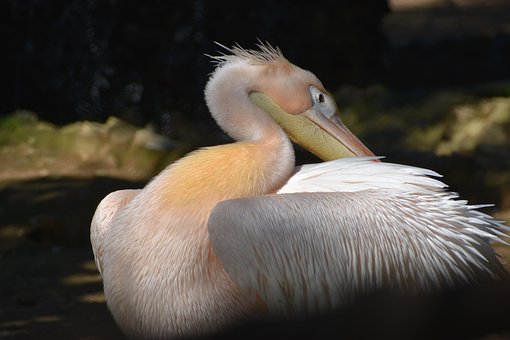 Eend, Gans, Water, Gevogelte, Schepsel