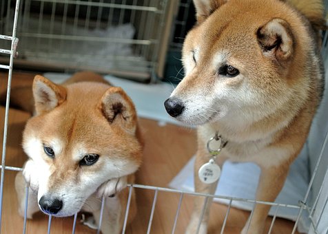70 Free Shiba Inu Dog Images Pixabay
