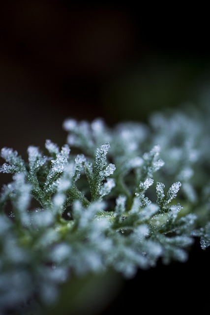 Free Frost Plant photo and picture