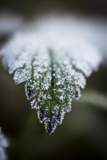 Free Frost Leaf photo and picture