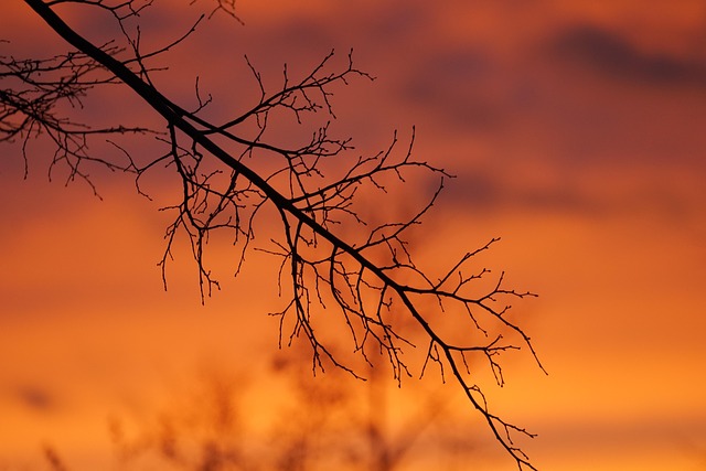 Free Nature Tree photo and picture