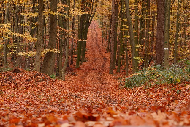 Free Forest Fall photo and picture
