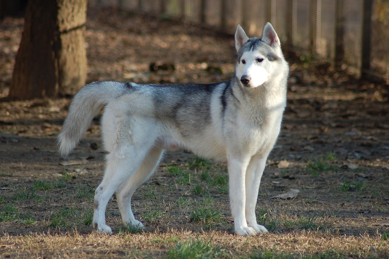 900 Free Husky Siberian Husky Photos Pixabay 900 Free Husky Siberian Husky Photos Pixabay