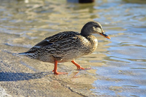 Eend, Vogel, Natuur, Dier, Schattig
