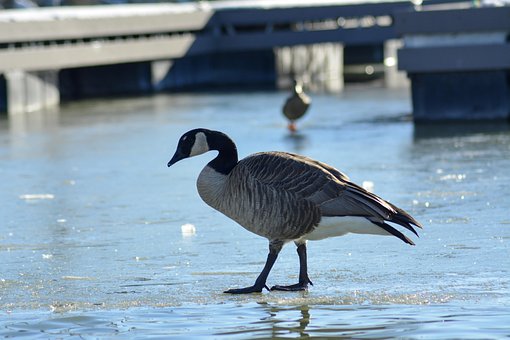 Gans, Vogel, Natuur, Water, Dieren