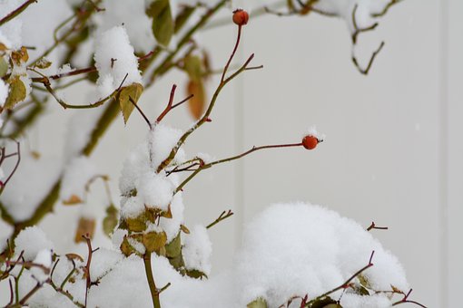 Bessen, Natuur, Sneeuw, Winter, Rood
