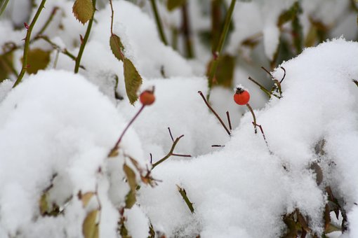 Sneeuw, Bes, Rood, Winter, Bessen