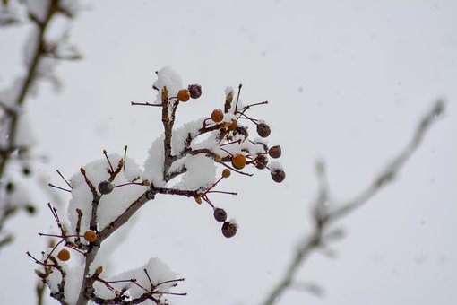 Bessen, Rood, Sneeuw, Natuur, Koud