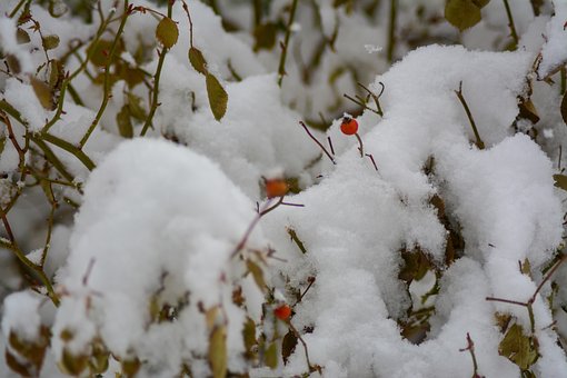 Bessen, Rood, Sneeuw, Koud, Winter