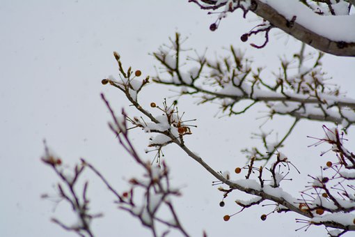 Bessen, Rood, Sneeuw, Koud, Winter