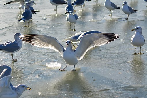 Vogel, Vliegend, Vlieg, Dier, Vleugels