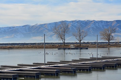 Berg, Meer, Boom, Winter, Koud, Water