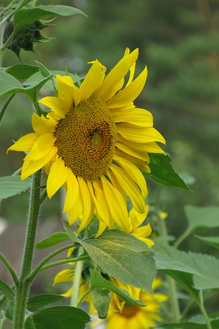 Free Sunflower Green photo and picture