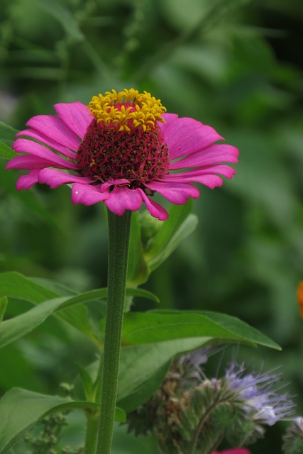 Free Flower Pink Flower photo and picture