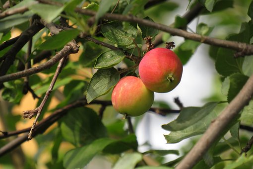 Free Apples Tree photo and picture