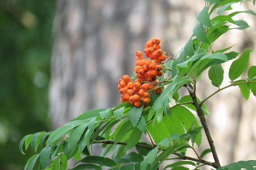Free Berries Orange Berries photo and picture