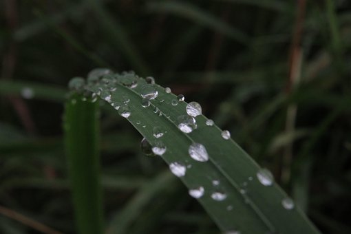 Free Drops Green photo and picture