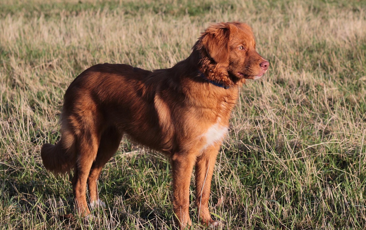 Download free HD stock image of Puppy Free Puppy photo and picture