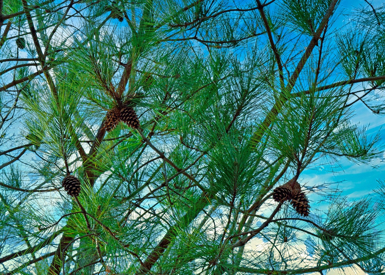 pinegreens