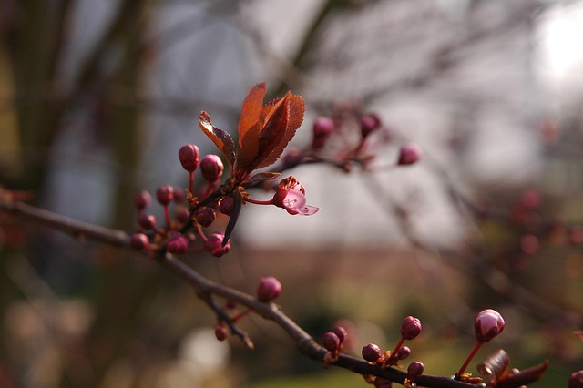 Frühling, Knospen, Blüte, Natur, Sonne