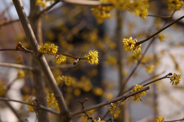 Frühjahr, Blüte, Blumentapete, Frühling