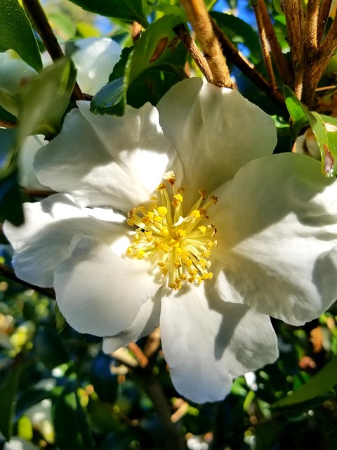 Prime Roses Images Primrose Garden Bloom - Free photo on Pixabay - Pixabay