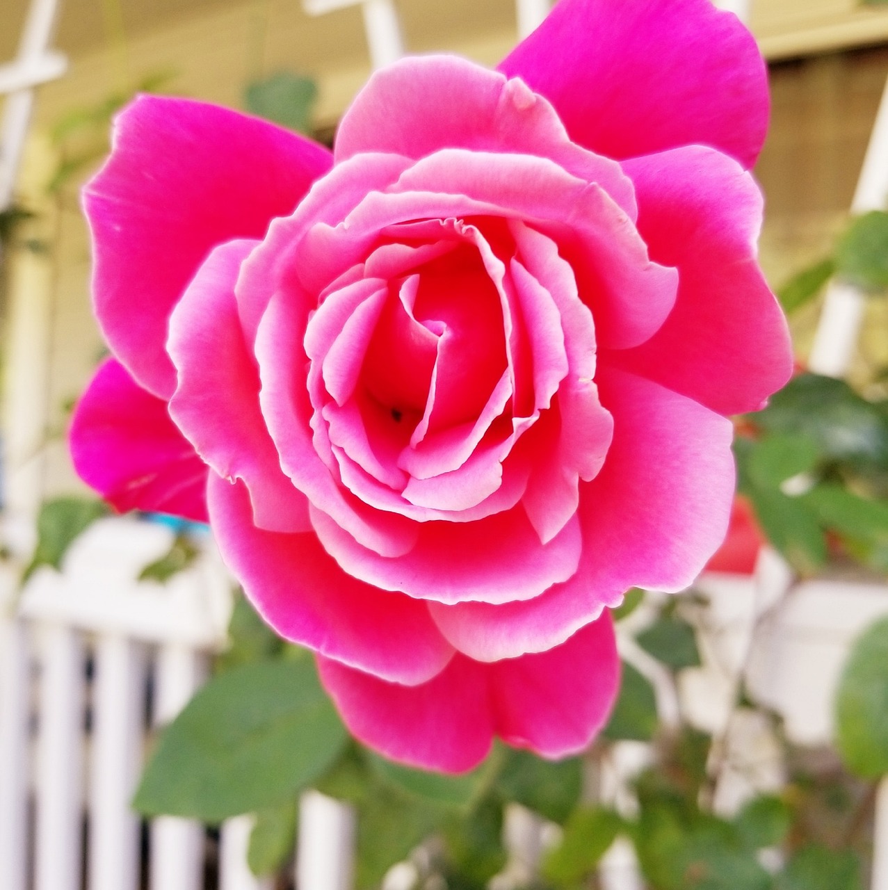 Rose Fleur Nature - Photo gratuite sur Pixabay - Pixabay