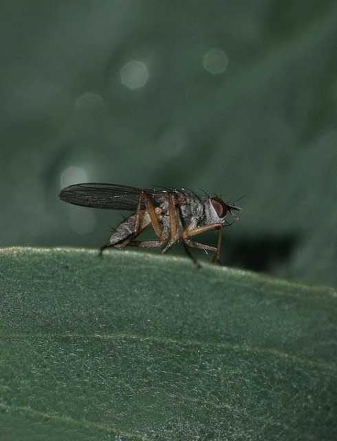 Free Macro Fly photo and picture