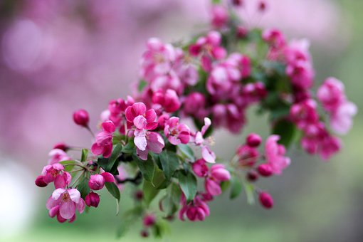 Forår, Blomst Tapet, Begonia, Natur