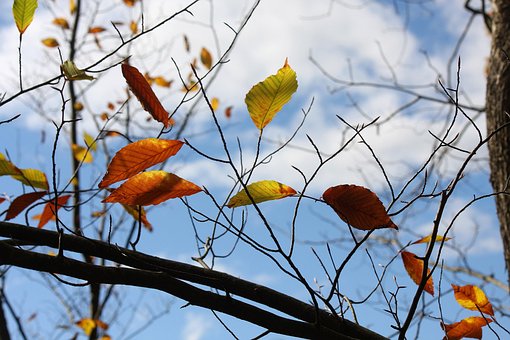 Efterår, Natur, Farverig, Blad, Himmel