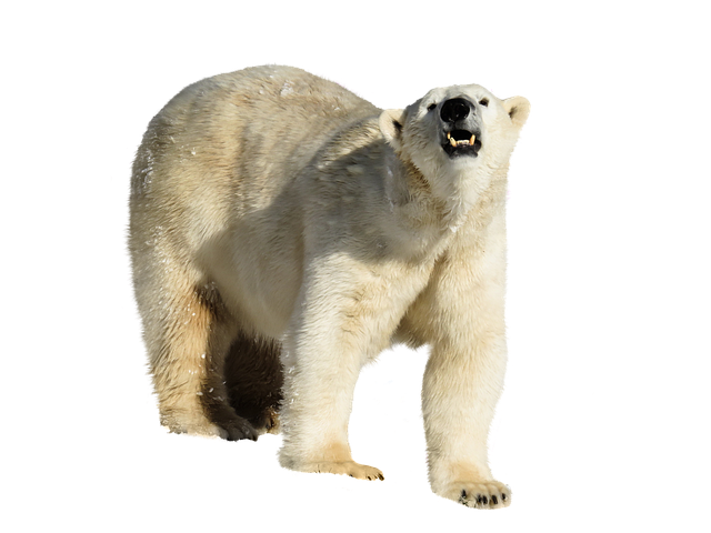 Free icebear isolated animal illustration