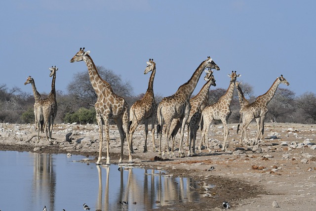 Free Animals Giraffes photo and picture
