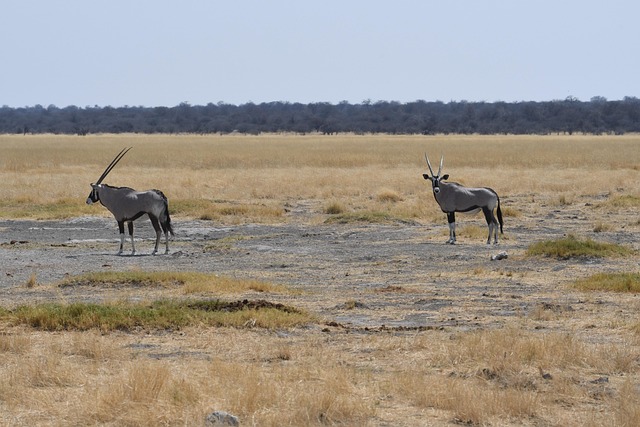 Free Animals Oryx photo and picture