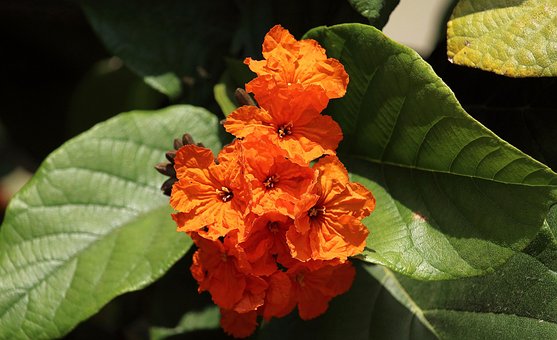 Free Nature Red photo and picture