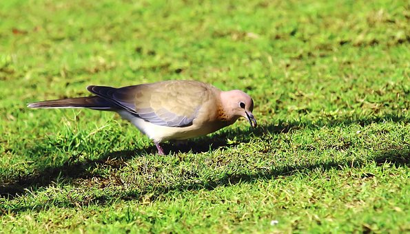 Free Dove Bird photo and picture