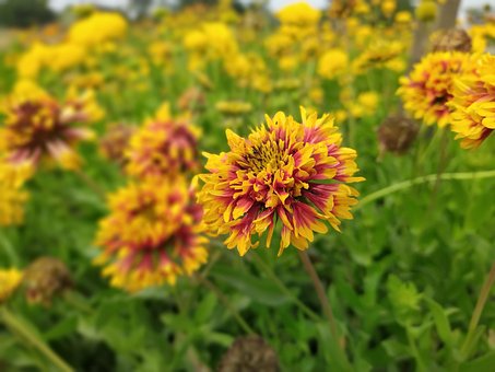Free Flower Marigold Flower photo and picture