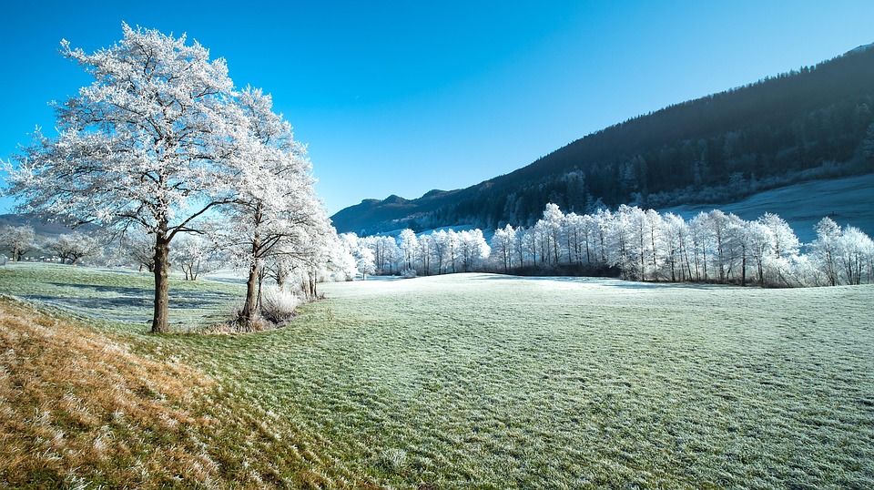 Hoarfrost, Frost, Trees, Landscape, Winter, Frozen