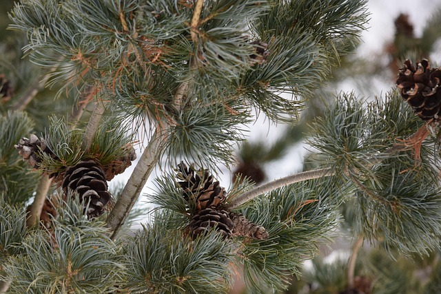 Free Pine-Cones Evergreen photo and picture