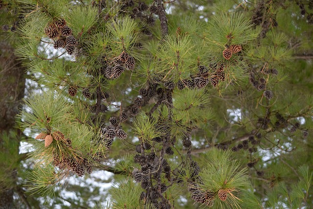 Free Pine-Cones Evergreen photo and picture