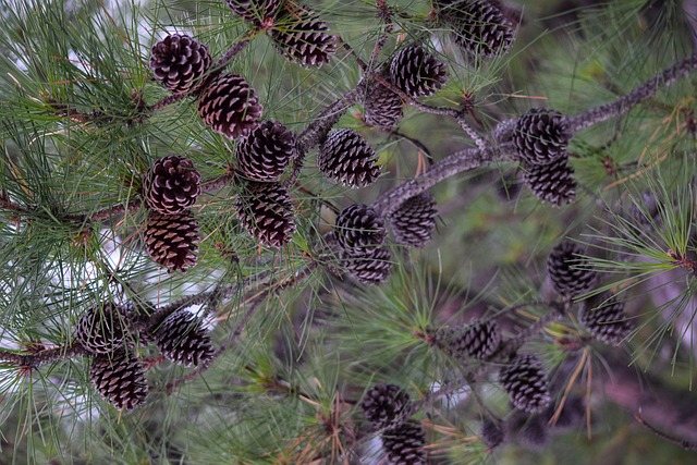 Free Pine-Cones Evergreen photo and picture