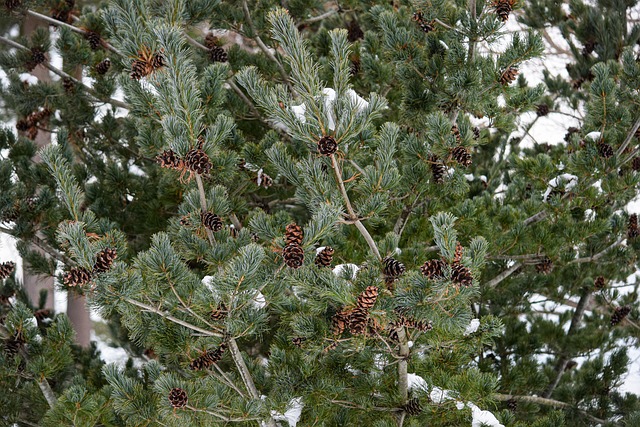 Free Pine-Cones Evergreen photo and picture
