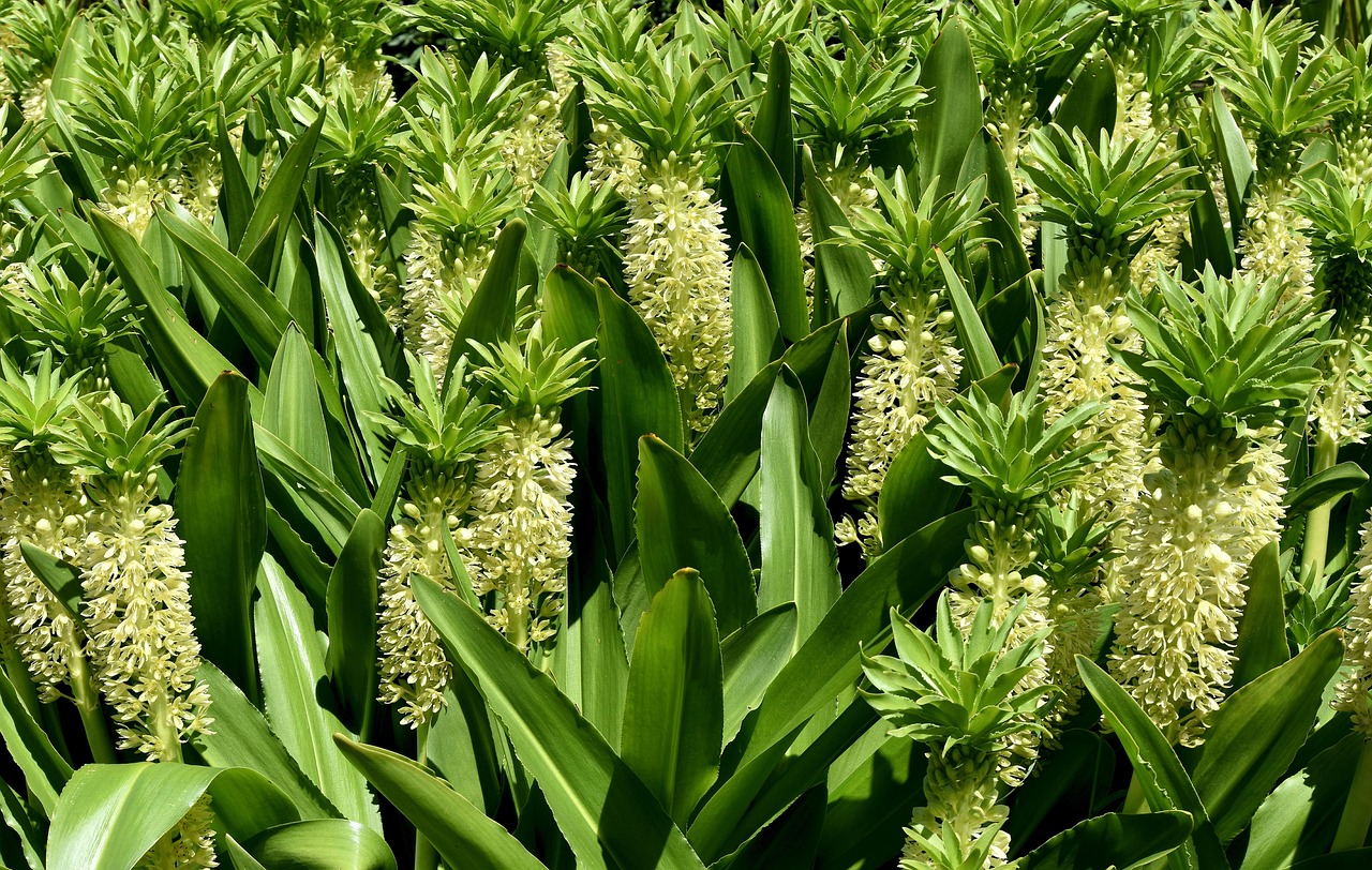 Pineapple Flower Botanical Bulb Free photo on Pixabay Pixabay