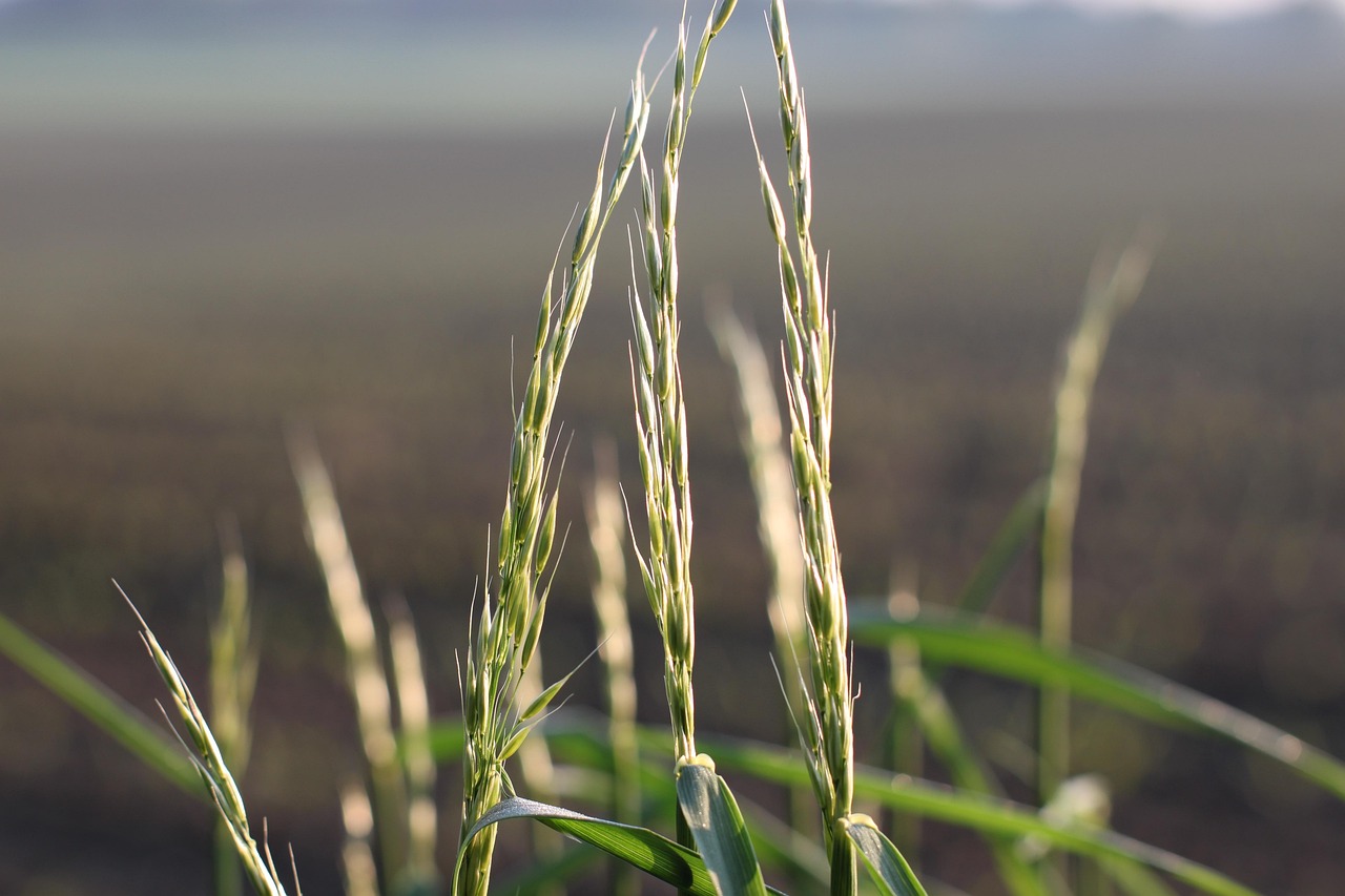 Graminées Vert Prairie La - Photo gratuite sur Pixabay - Pixabay