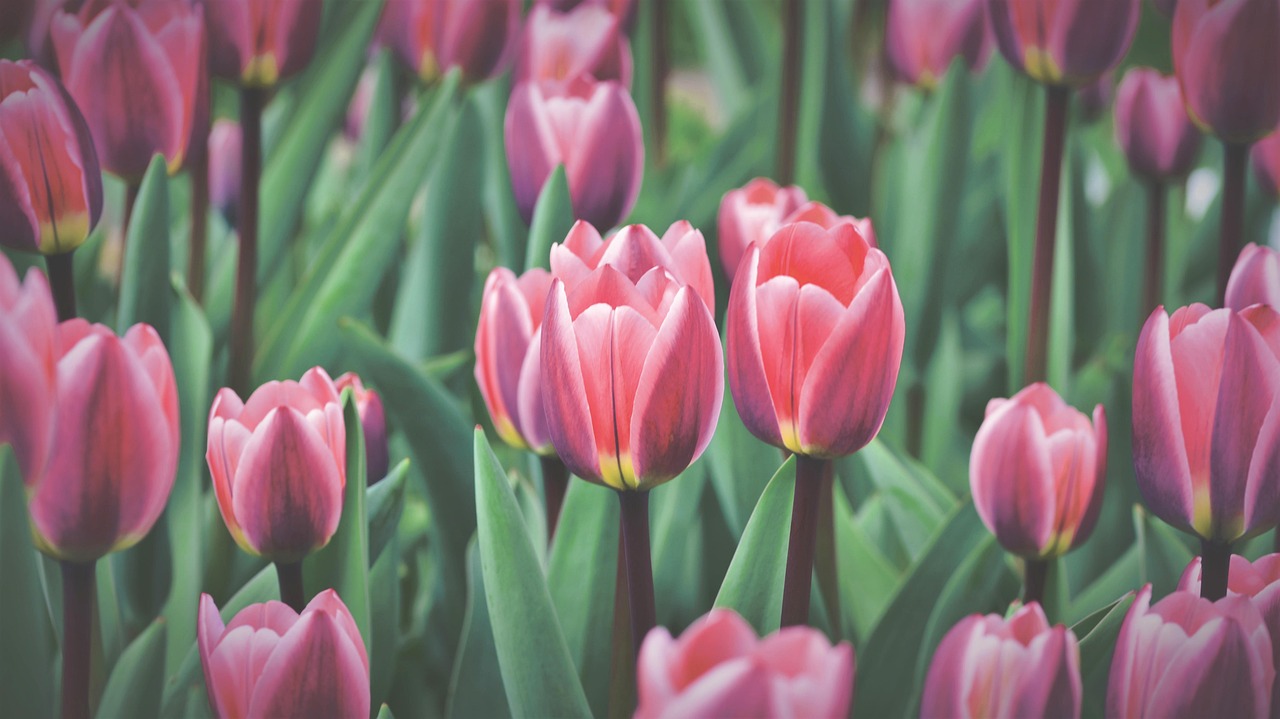 Bunga Tulp Bidang Tulip - Foto gratis di Pixabay - Pixabay